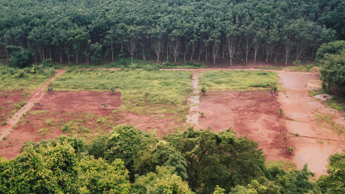 Die Auswirkungen der Lederproduktion auf den brasilianischen Regenwald