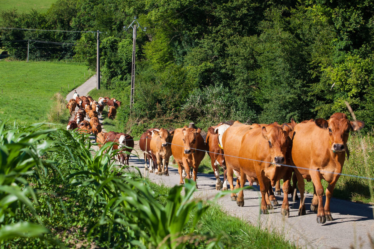 Wie qualvoll der Tiertransport für Lederartikel ist