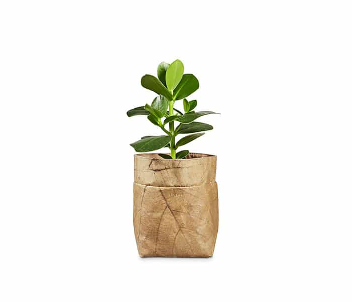 Jute Gardens 5 Stück Biologisch Abbaubare Pflanztöpfe Für